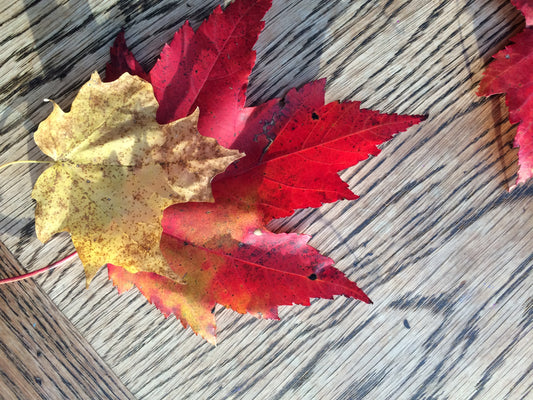 The Art of Pairing Maple Syrup with Foods and Beverages