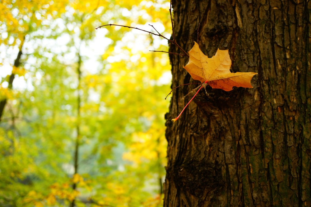 The Impact of Climate Change on Maple Syrup Production
