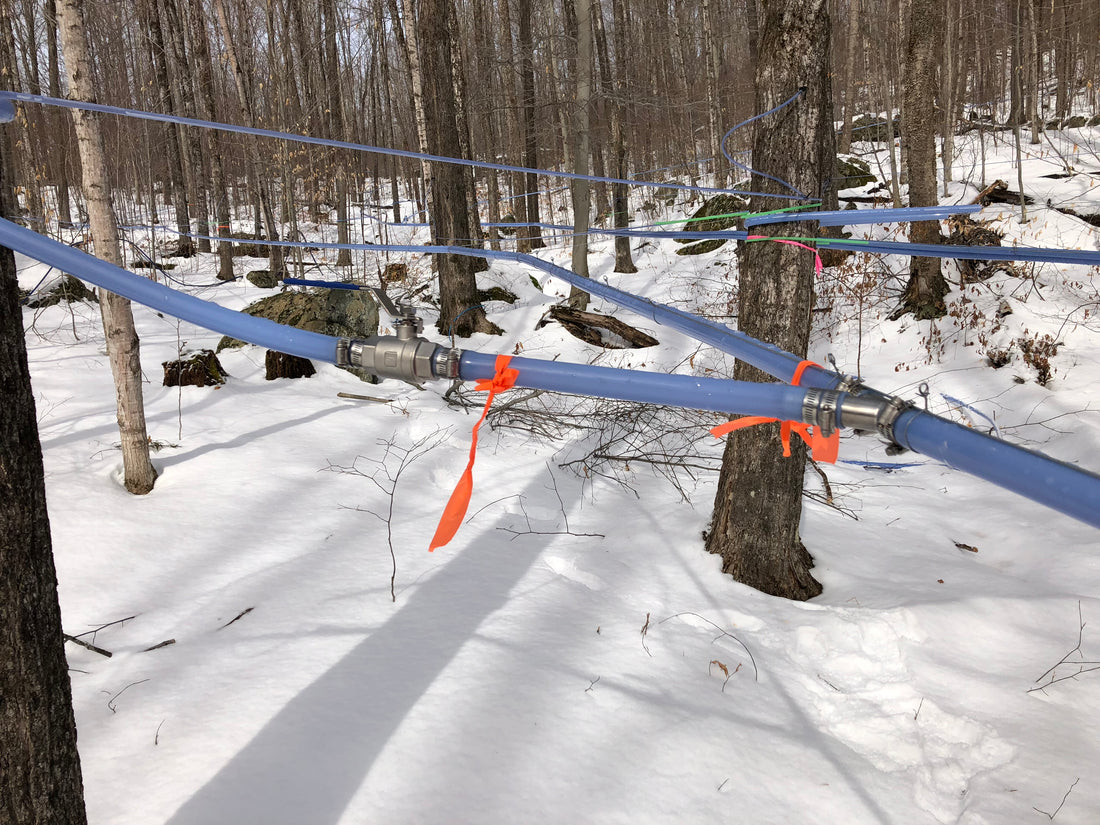 The History of Maple Syrup