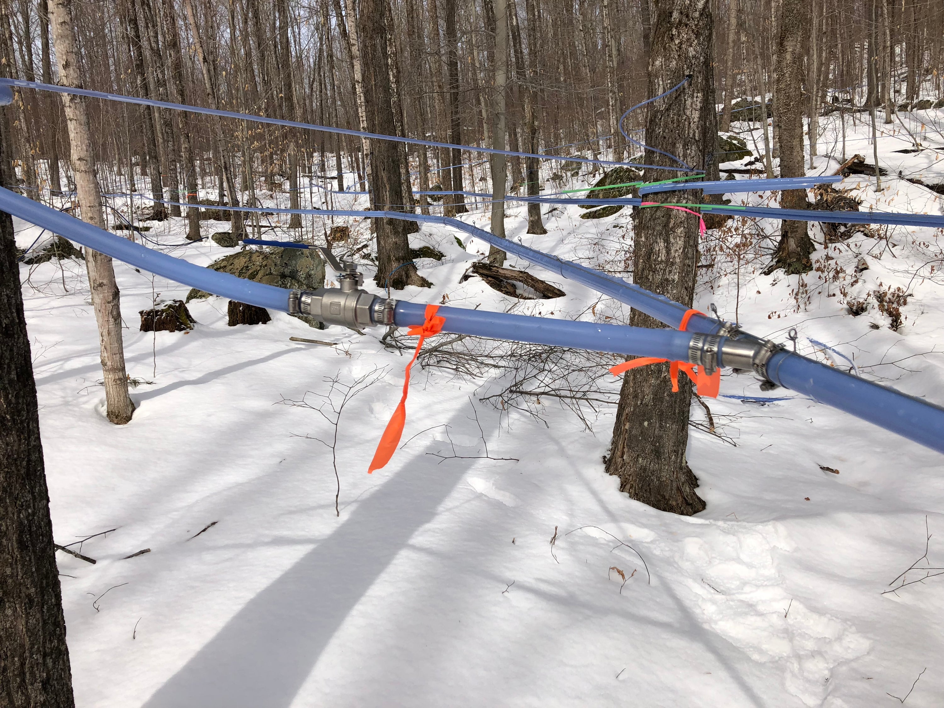 From Sap to Syrup The Art of Maple Syrup Production Floodwoods Maple